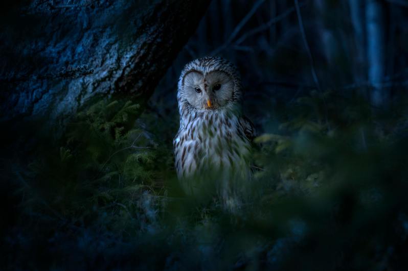 Night Owl (for Donald Lev)/ poem by Guy&nbsp;Reed