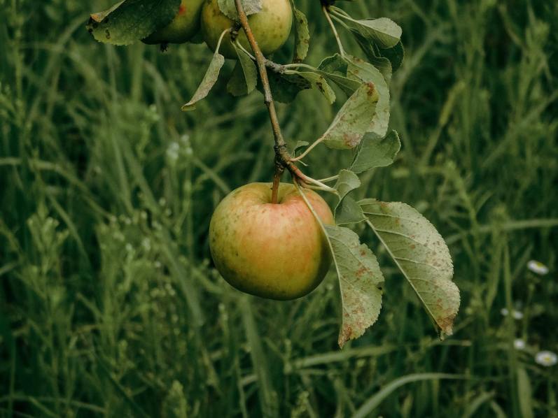 Brought and In the Apple Orchard/ 2 poems by Gregory&nbsp;Abels